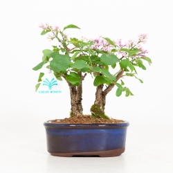 Syringa vulgaris - lilac - 22 cm