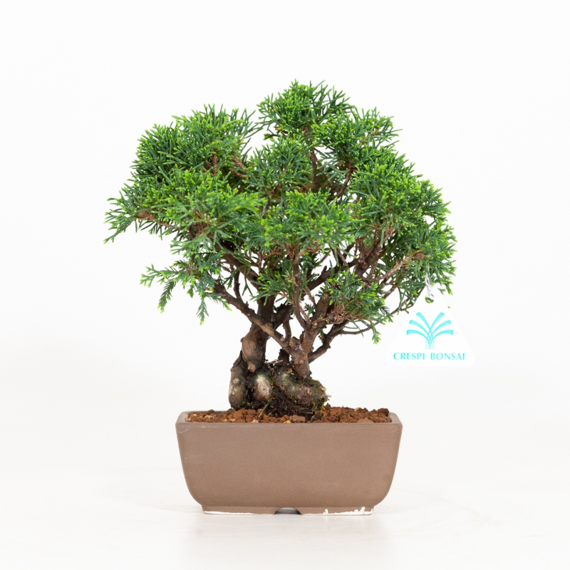 Juniperus chinensis - Juniper - 23 cm