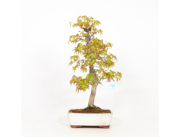 Acer palmatum - Arce - 51 cm