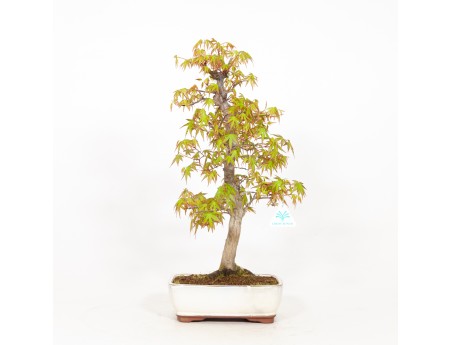 Acer palmatum - Maple - 51 cm