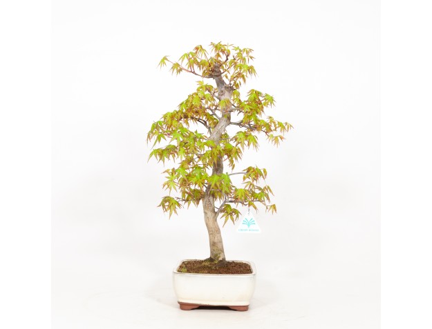 Acer palmatum - Esdoorn - 51 cm 2