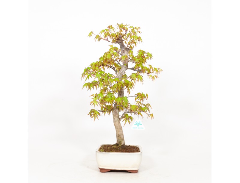 Acer palmatum - Ahorn - 51 cm