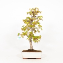 Acer palmatum - Acero - 51 cm