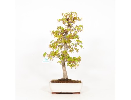 Acer palmatum - Arce - 51 cm