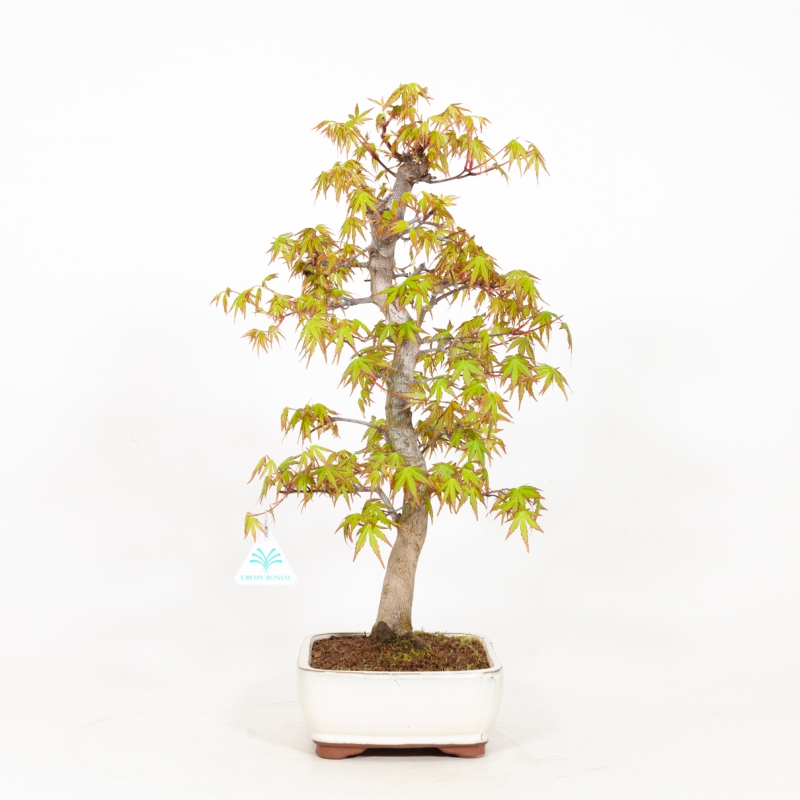Acer palmatum - Ahorn - 51 cm