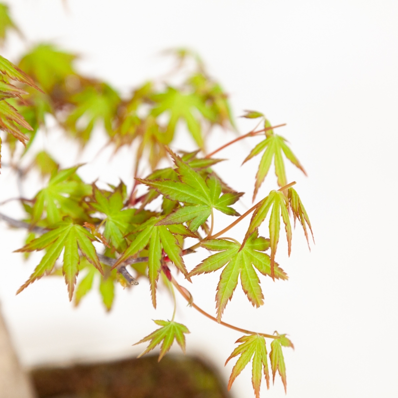 Acer palmatum - Esdoorn - 51 cm