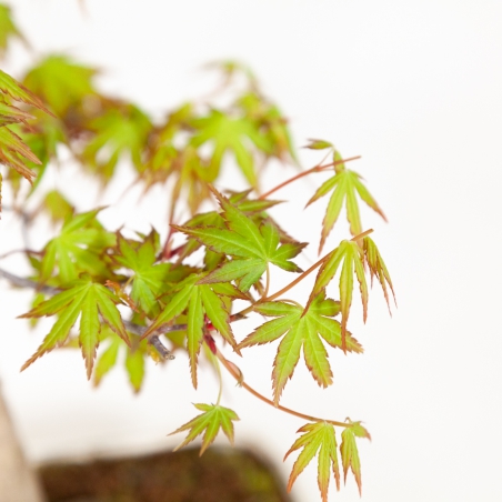 Acer palmatum - Arce - 51 cm
