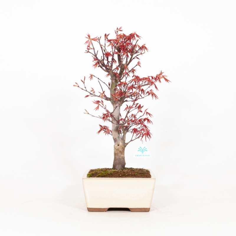 Acer palmatum Nomura - Acero - 48 cm