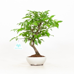 Euonymus - Fusain - 28 cm