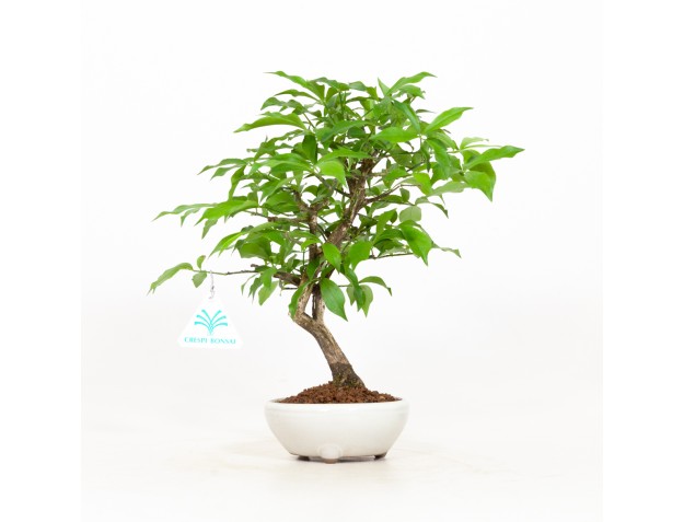 Euonymus - Spindle - 28 cm