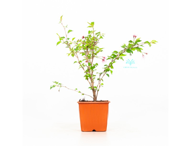 Prunus Incisa Kojo no mai - 29 cm