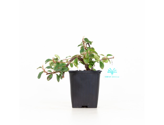 Cotoneaster Dammeri - 19 cm
