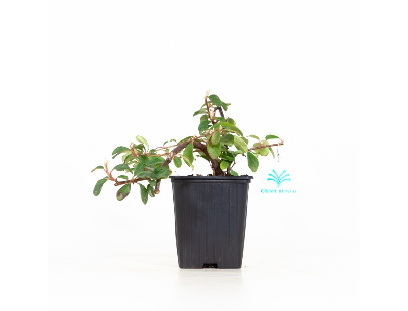 Cotoneaster Dammeri - 19 cm