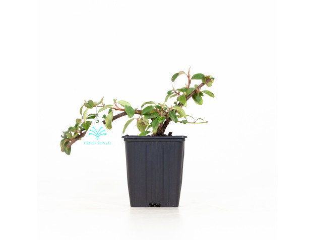 Cotoneaster Dammeri - 19 cm 2