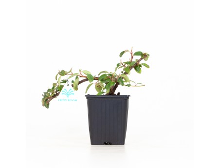 Cotoneaster Dammeri - 19 cm