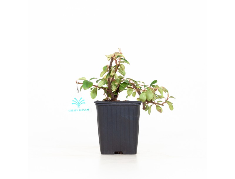 Cotoneaster Dammeri - 19 cm