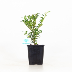 Ilex Crenata Chat'o - 26 cm