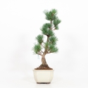 Pinus pentaphylla - Pine five needles - 40 cm