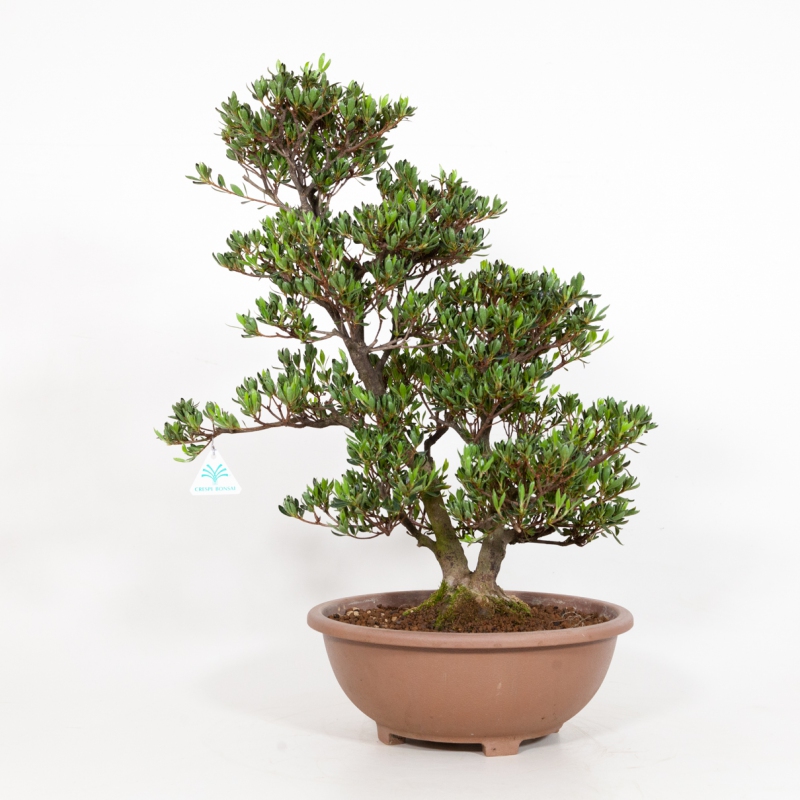Rhododendron Indicum Shinzan - Azalea Shinzan - 60 cm