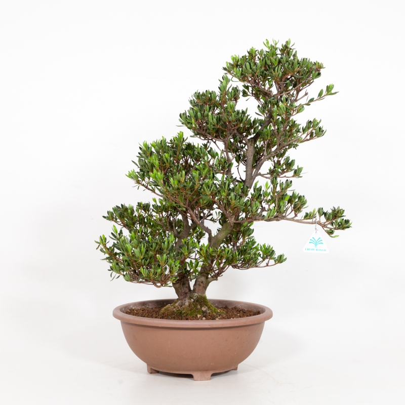 Rhododendron Indicum Shinzan - Azalea Shinzan - 60 cm