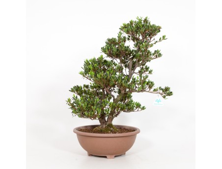 Rhododendron Indicum Shinzan - Azalée Shinzan - 60 cm