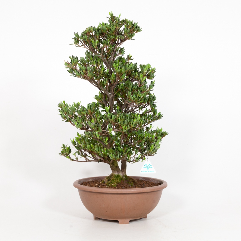 Rhododendron Indicum Shinzan - Azalea Shinzan - 60 cm