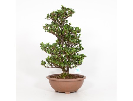 Rhododendron Indicum Shinzan - Azalée Shinzan - 60 cm