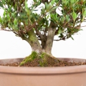 Rhododendron Indicum Shinzan - Azalea Shinzan - 60 cm