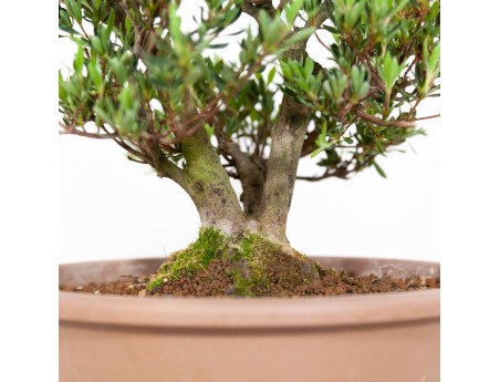 Rhododendron Indicum Shinzan - Azalée Shinzan - 60 cm