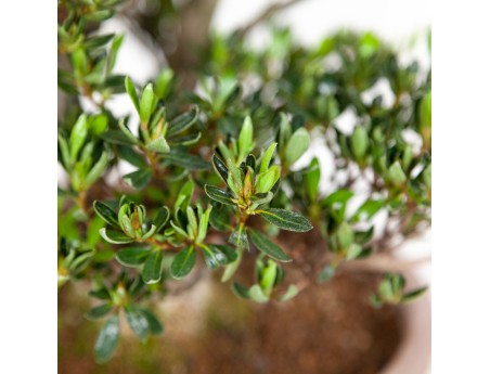 Rhododendron Indicum Shinzan - Azalée Shinzan - 60 cm
