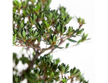 Rhododendron Indicum Shinzan - Azalea Shinzan - 60 cm