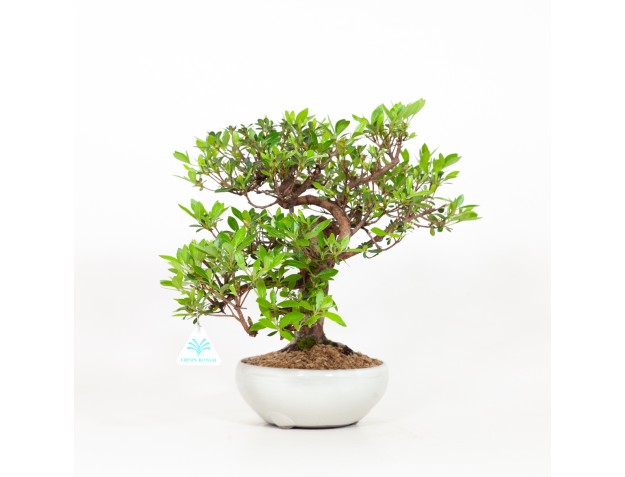 Rhododendron Indicum - Azalée - 37 cm 2