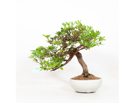 Rhododendron Indicum - Azalée - 37 cm