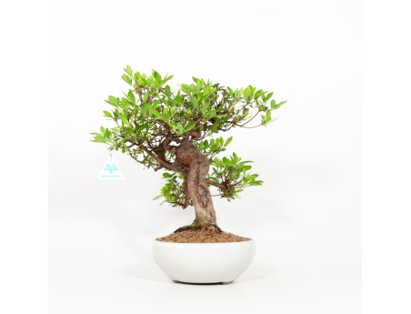 Rhododendron Indicum - Azalée - 37 cm