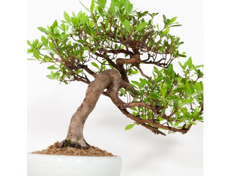 Rhododendron Indicum - Azalée - 37 cm