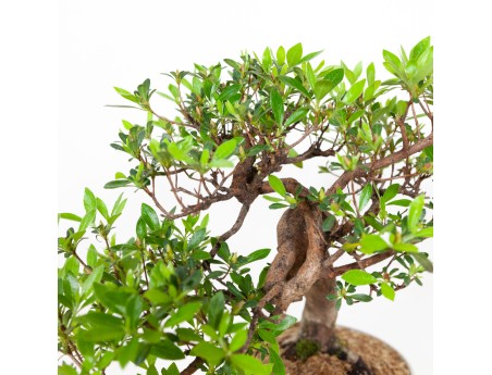 Rhododendron Indicum - Azalée - 37 cm