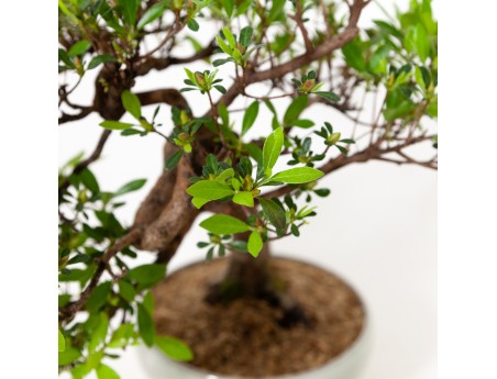 Rhododendron Indicum - Azalée - 37 cm