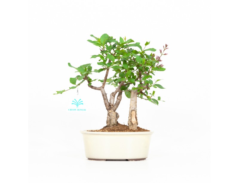 Syringa vulgaris - Sering - 25 cm