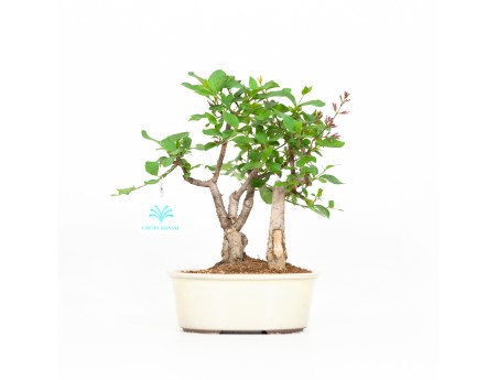 Syringa vulgaris - Lilac - 25 cm