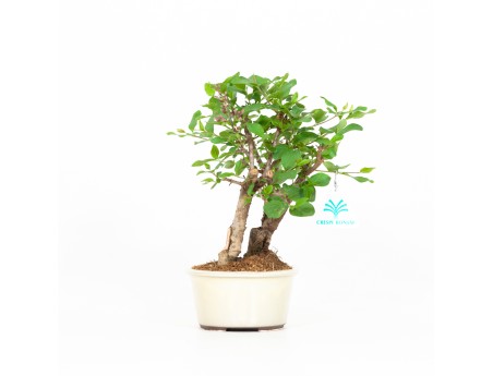 Syringa vulgaris - Lilas - 25 cm