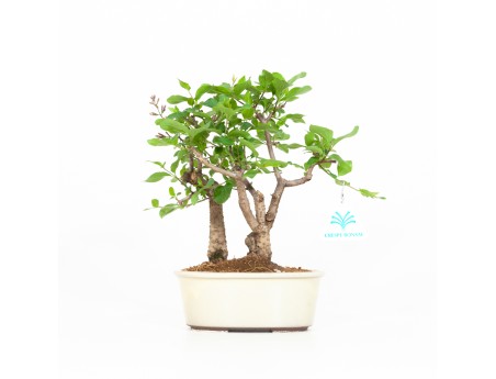 Syringa vulgaris - Sering - 25 cm