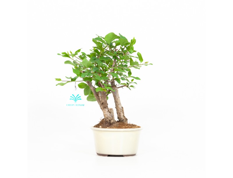 Syringa vulgaris - Sering - 25 cm