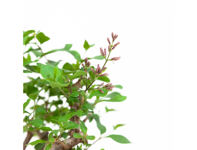 Syringa vulgaris - Sering - 25 cm
