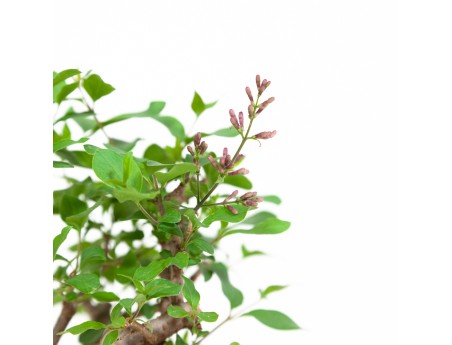 Syringa vulgaris - Lilas - 25 cm