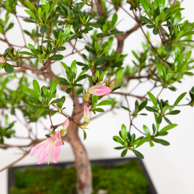 Rhododendron Indicum Sakurakomachi - Azalea - 50 cm