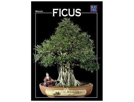 Ficus - Miniguida BONSAI & news