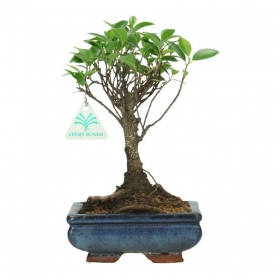 Ficus retusa - 26 cm