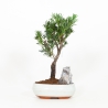 Podocarpus - 38 cm