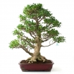 Ficus retusa - 79 cm
