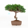Juniperus chinensis - Juniper - 27 cm